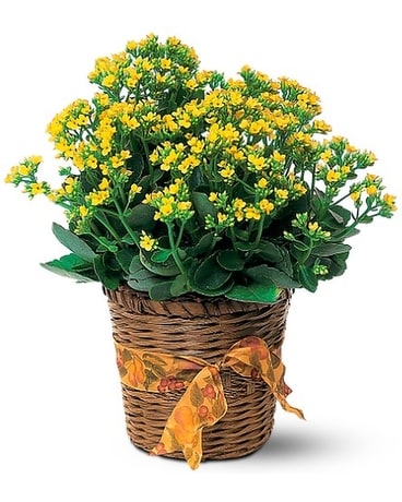 Vivid Yellow Kalanchoe Plant Flower Arrangement