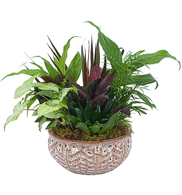 Ceramic Dish Garden Containers | Fasci Garden