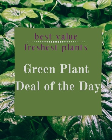 Green Plant Deal of the Day Flower Arrangement