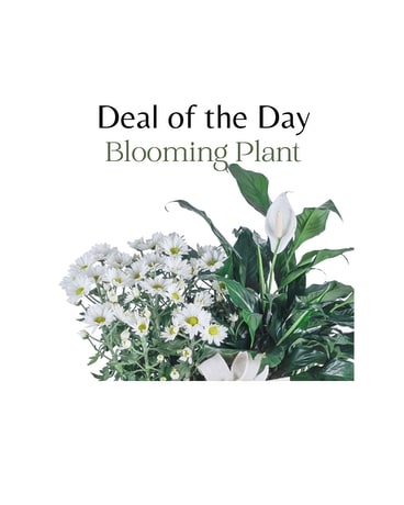 Deal of the Day - Blooming Plant in Tacoma WA - Blitz & Co. Florist ...