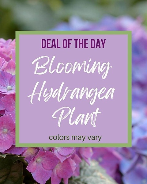 Deal of the Day - Blooming Hydrangea Plant in Toledo OH - Myrtle Florist &  Flower Delivery