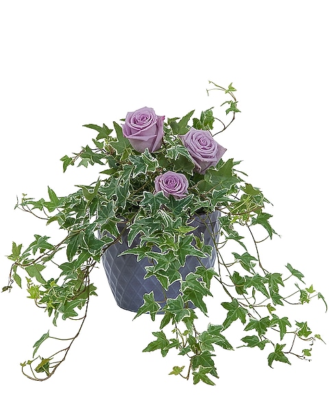 money good luck plant Money Tree | Indoor Plants main image 1