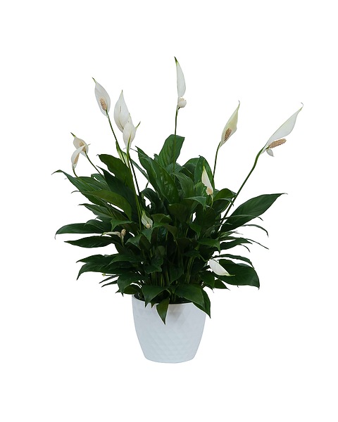 Peace Lily Plant in White Ceramic Container in Virginia Beach VA - Virginia  Beach Florist, Inc