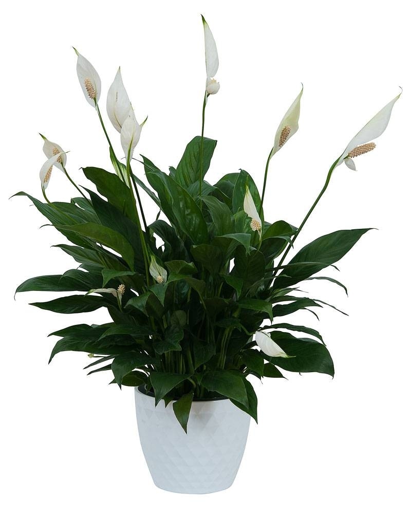 Peace Lily Plant in a Ceramic Container in Hinsdale IL - Hinsdale