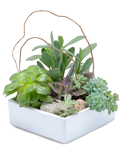 Stunning Succulent Garden in Ocean City MD - Ocean City Florist, Gifts, &  Flower Delivery