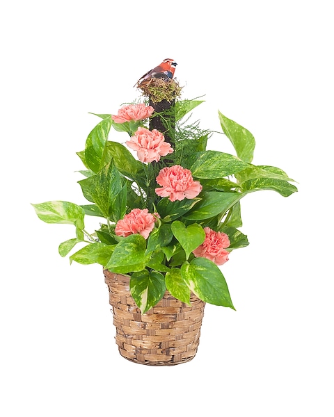 Pothos Plant on Pole with Fresh Accents in Green Bay WI - Schroeder's  Flowers