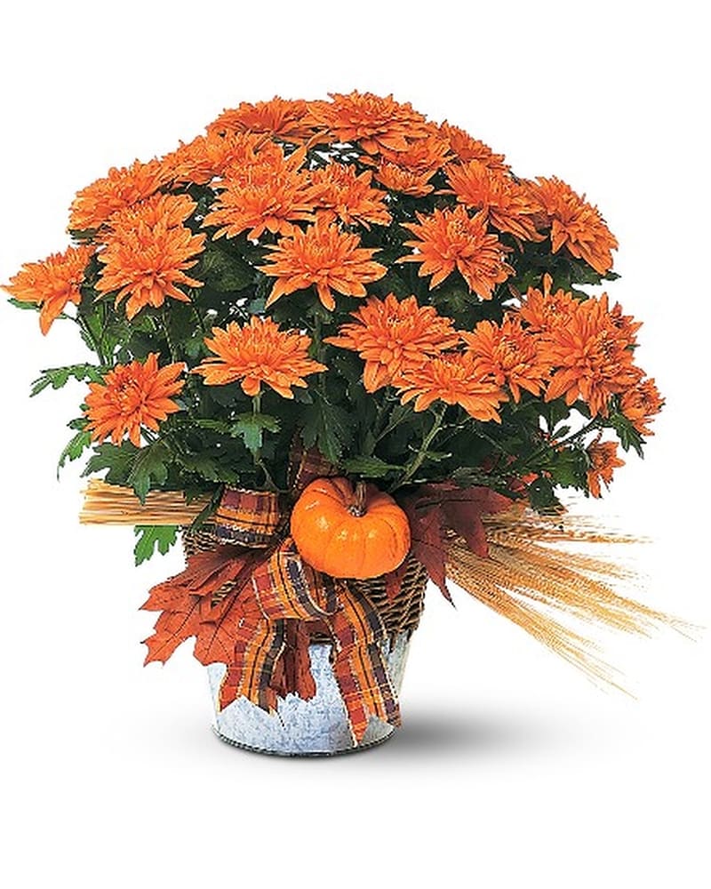 Bronze Cushion Mum Plant in Romeo MI - The Village Florist Of Romeo