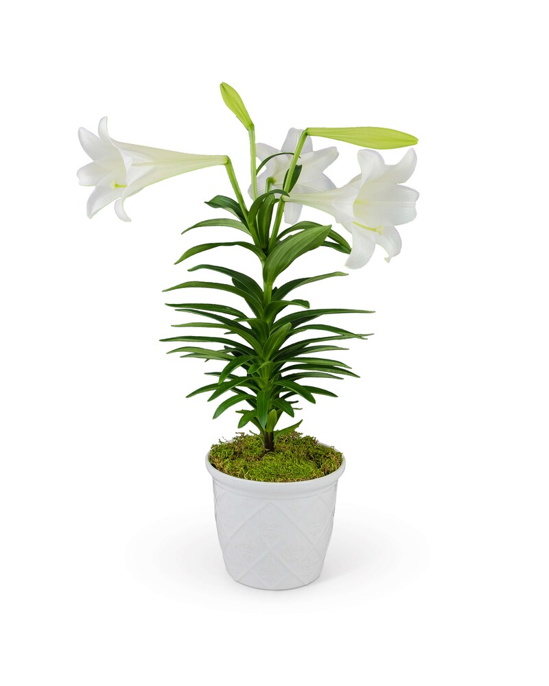 Classic Easter Lily in Green Bay WI - Schroeder's Flowers
