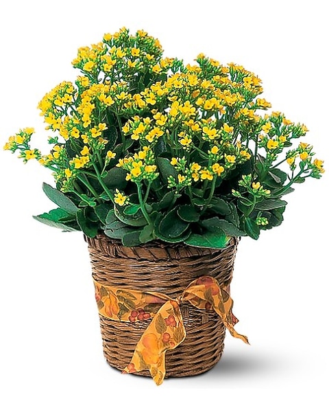 angelina sedum plant Angelina Sedum