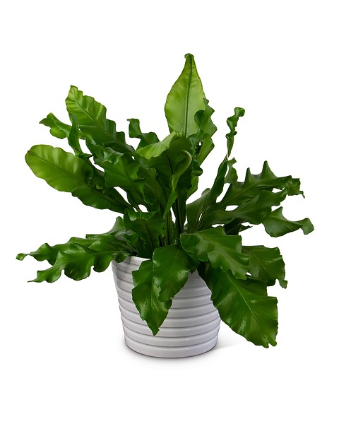 ferm living plant pot ferm LIVING | Hourglass Pots - Various Sizes