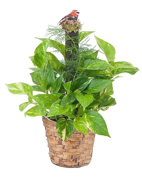 Pothos Plant on Pole in Tacoma WA - Blitz & Co. Florist & Flower Delivery