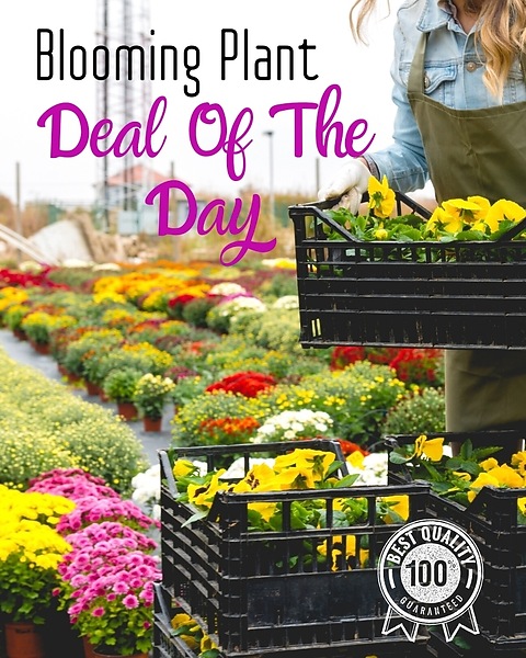 Blooming Plant Deal of the Day in Tullahoma TN - Tullahoma House Of Flowers