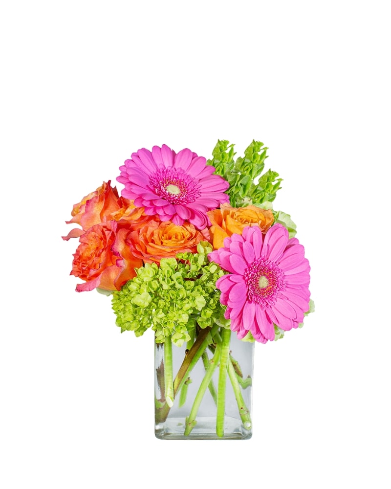 Rainbow Sherbet in Bradenton FL - Bradenton Flower Shop | Florist
