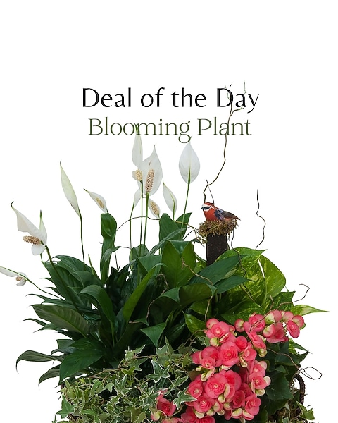 Blooming Plant Deal of the Day in Allentown PA - Phoebe Floral Shop &  Greenhouse