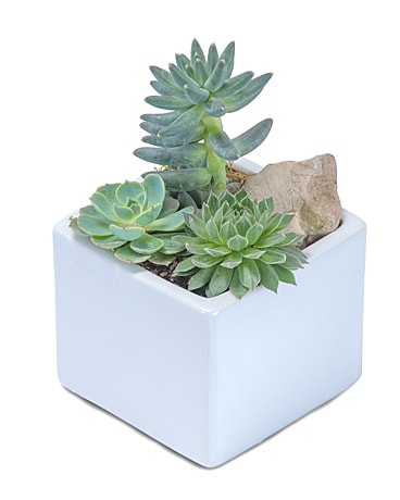 Mini Stunning Succulent Flower Arrangement