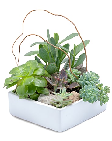 Stunning Succulent Garden Flower Arrangement