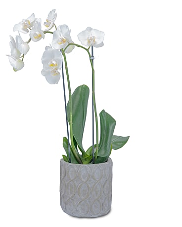 White Elegance Orchid Flower Arrangement