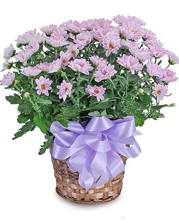 Lavender Chrysanthemum Basket Flower Arrangement