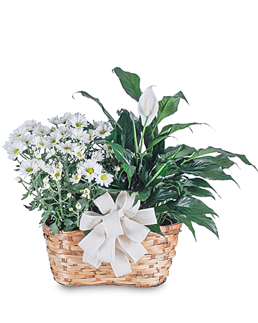 Blooming and Green Plant Combination Flower Arrangement