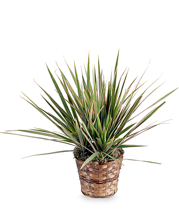 Dracaena Marginata Plant Flower Arrangement