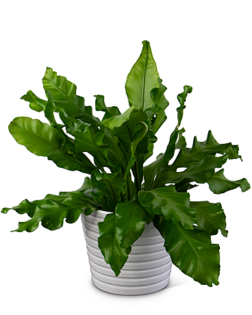 Bird's Nest Fern Flower Arrangement