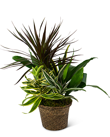 Mixed Plant Basket Flower Arrangement
