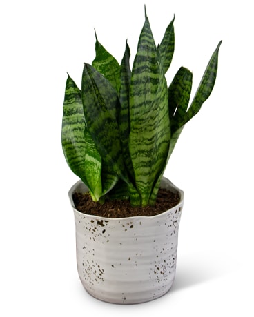 Snake Plant Flower Arrangement