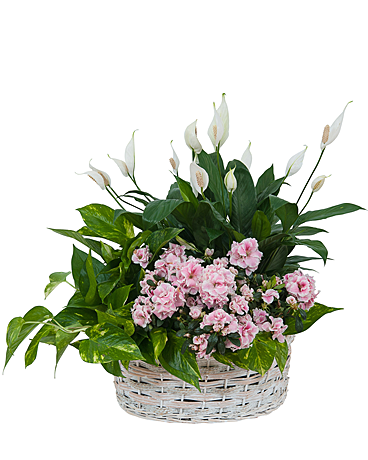 Living Blooming White Garden Basket Flower Arrangement