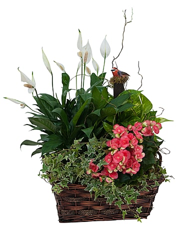 Living Blooming Garden Basket Flower Arrangement