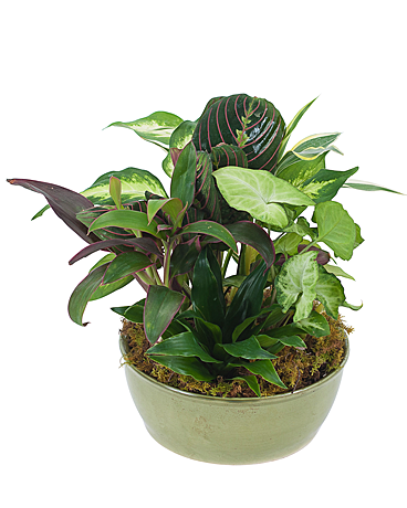 Small Dish Garden Flower Arrangement