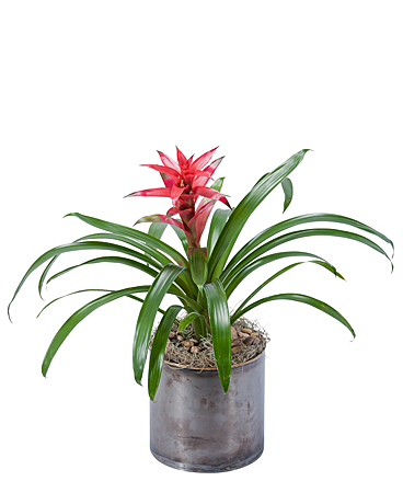 Bromeliad Flower Arrangement
