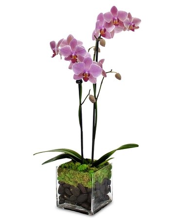 Mom's Orchid Plant