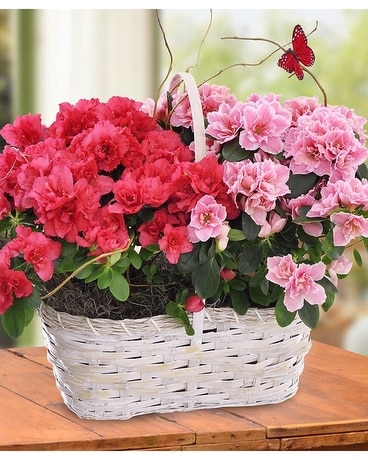 Azalea Blooming Basket Flower Arrangement