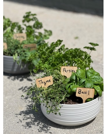Alfa's Herb Garden size,  inches height and  inches wide.