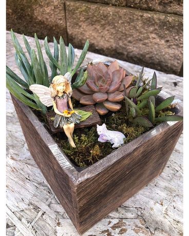 Fairy Garden Dish Garden Plant