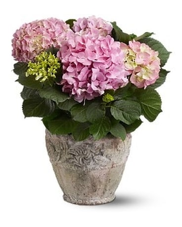 Pink Hydrangea Plant Flower Arrangement