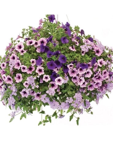 Hanging Basket  See Description Plant