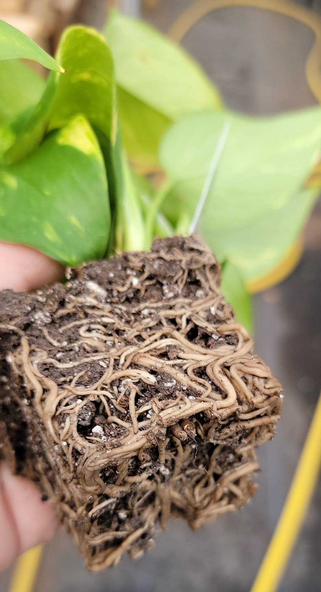 buy zz plants ZZ plant (Zamioculcas Zamifolia) 10 in / Black