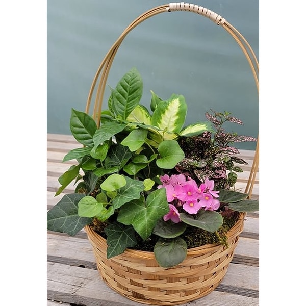 fronds plants Autumn Fern (Pot size: 2.5 Quart) main image 1