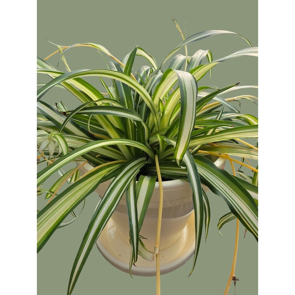 Spider Plant in Pottery in Skowhegan ME - Boynton's Greenhouses, Inc.