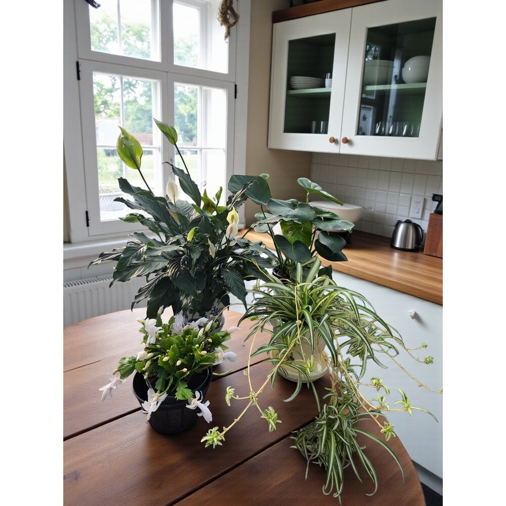 Spider Plant in Pottery in Skowhegan ME - Boynton's Greenhouses, Inc.