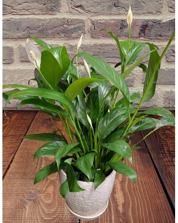 Classic Peace Lily in Pottery