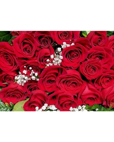2 Doz Red Roses No Vase