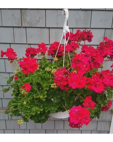 Pink Calliope Geranium Hanging Basket