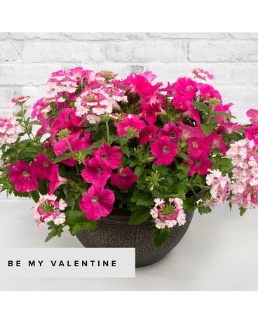 Be My Valentine Hanging Basket Plant
