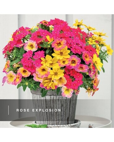 Mixed Hanging Basket Plant