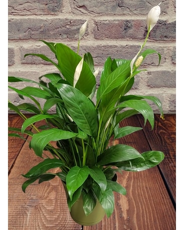Classic Peace Lily in Plastic Pot Plant