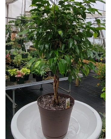 Braided Ficus Tree Plant