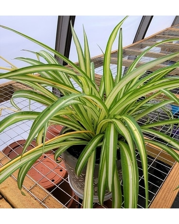 Spider Plant in Pottery Plant