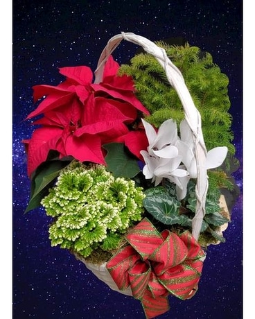 Holiday Mixed Plant Basket Plant